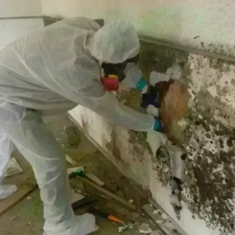 Mold Remediation and Removal in Woodlawn, IL